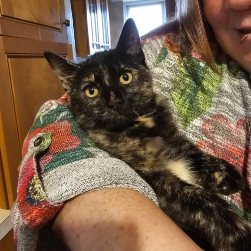 Samsung - Galaxy S25 128GB photo review